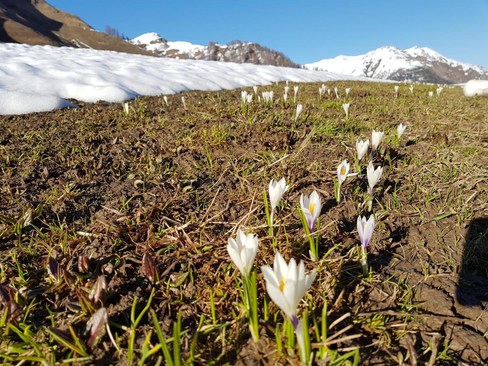 Apart Foresta Samnaun Esterno foto